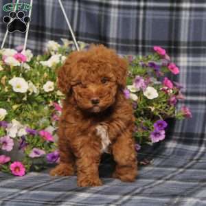 Zelda, Toy Poodle Puppy